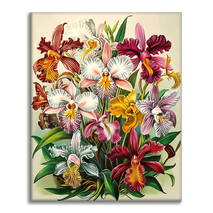 オーキデ・レガリ - 数字で塗り絵